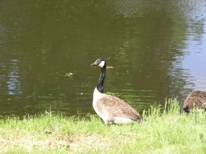 P5151598